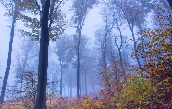 Neblige herbstliche Waldlandschaft im Siebengebirge — Stockfoto