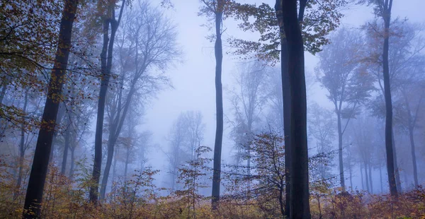 Foggy autunno paesaggio forestale a Siebengebirge Germania — Foto Stock