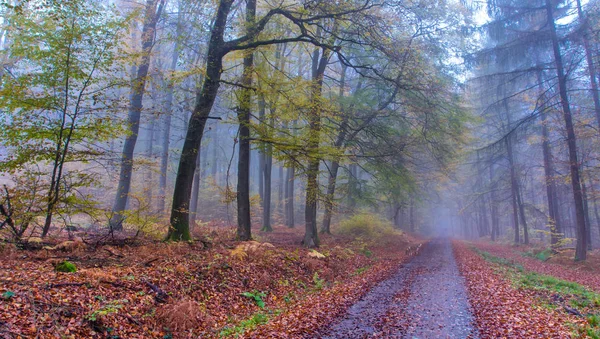 Mglisty jesienny Las droga krajobraz w Niemczech Siebengebirge — Zdjęcie stockowe