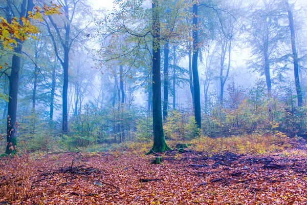 Foggy autumn Forest landscape in Siebengebirge Germany — Stock Photo, Image
