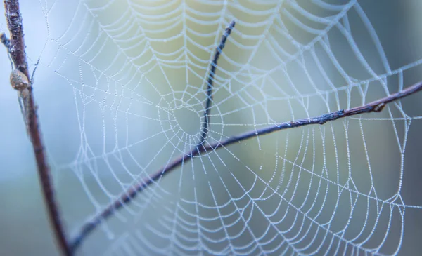 Toile d'araignée dans la brume du matin résumé — Photo