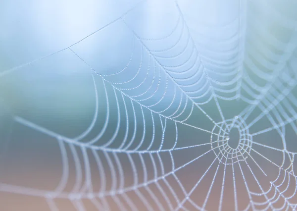 Teia de aranha na névoa da manhã abstrato — Fotografia de Stock
