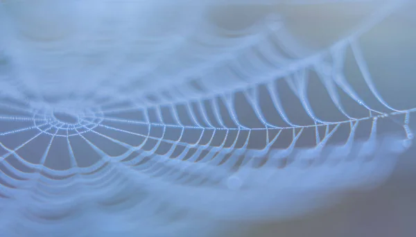 Spinnennetz im Morgennebel abstrakt — Stockfoto