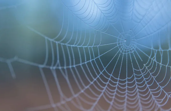 Spinnennetz im Morgennebel abstrakt — Stockfoto