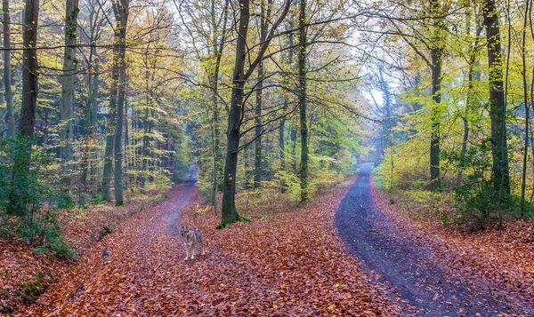 Foggy automne Paysage routier forestier à Siebengebirge Allemagne — Photo
