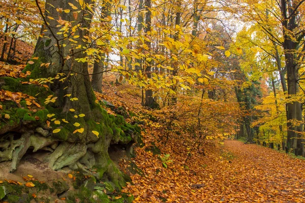 Rheinsteig Sentier de randonnée Couleurs d'automne Siebengebirge Allemagne — Photo
