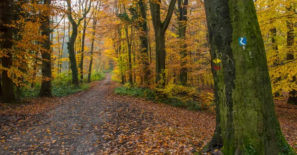 Rheinsteig Sentier de randonnée Couleurs d'automne Siebengebirge Allemagne — Photo