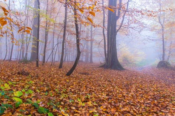 Foggy Autumn Forest à Siebengebirge Allemagne — Photo