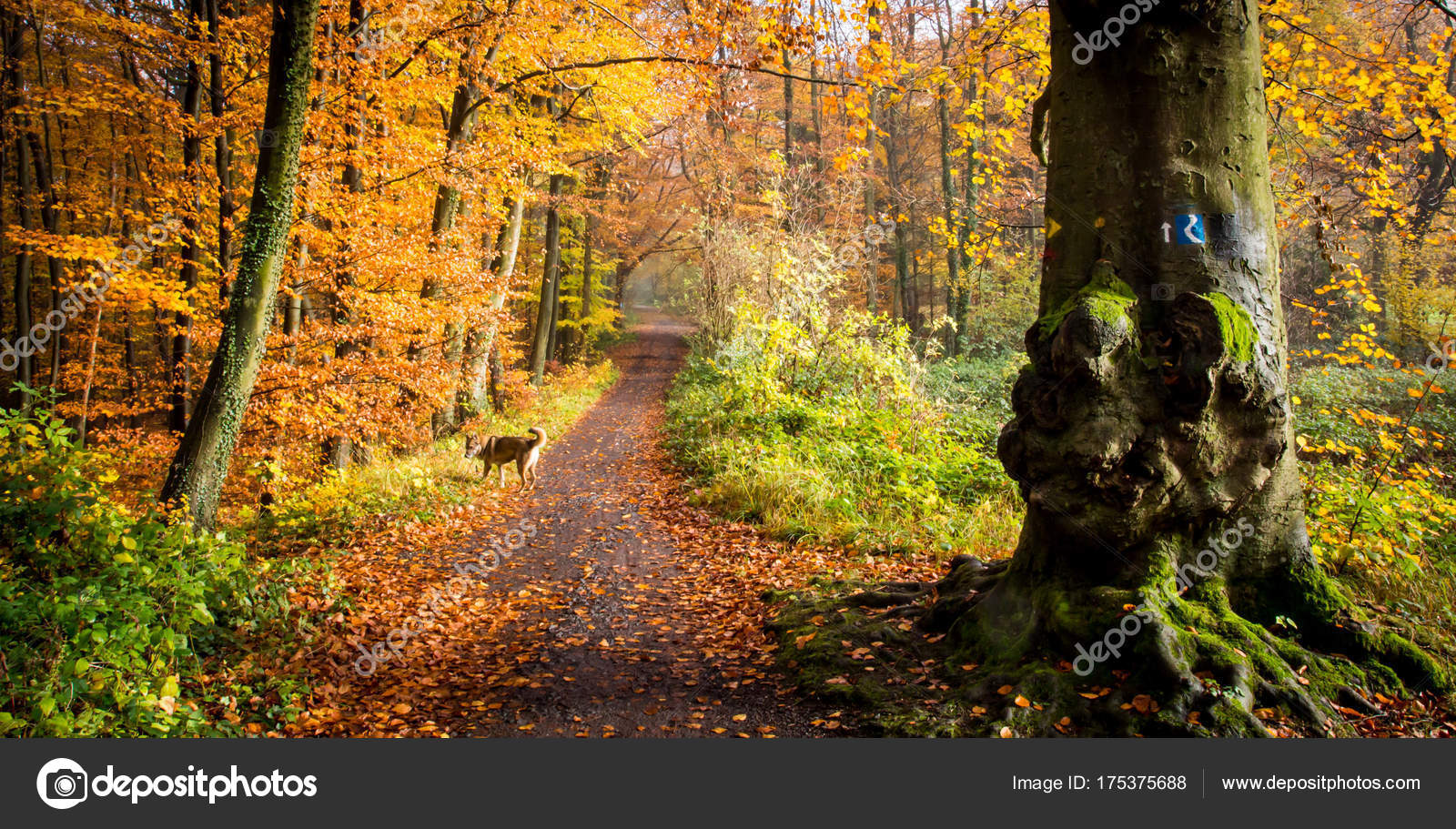 Rheinsteig Hiking trail Autumn colors Siebengebirge Germany — Stock