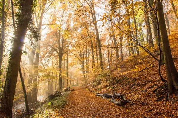 Rheinsteig Sentier de randonnée Couleurs d'automne Siebengebirge Allemagne — Photo