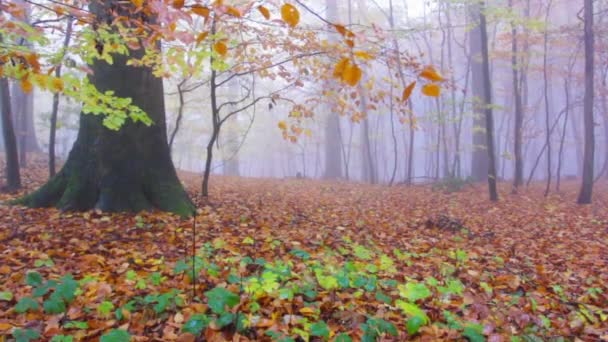 Siebengebirge 德国的雾和多雨的秋季森林 — 图库视频影像