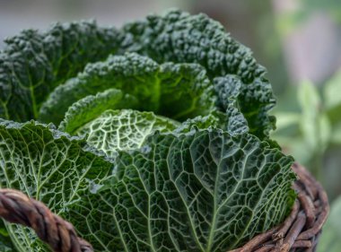taze savoy lahana yaz dışında üzerinde sepet 