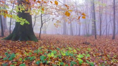 yağmur ve sis sonbahar manzara Siebengebirge koenigswinter Almanya orman