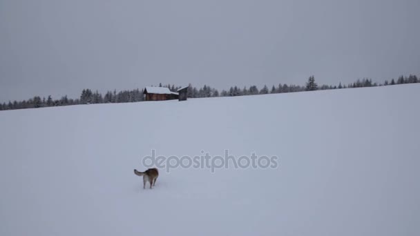 Luesen 南チロルのイタリアの雪景色で孤独な犬 — ストック動画
