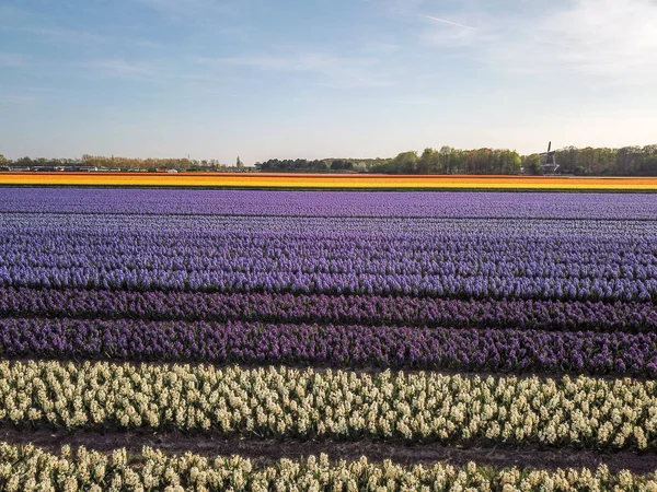 Luchtfoto van de kleurrijke tflowers velden bij spring in Lisse — Stockfoto