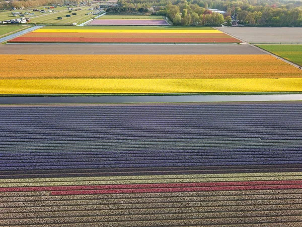 Veduta aerea dei campi di fiori colorati in primavera a Lisse — Foto Stock