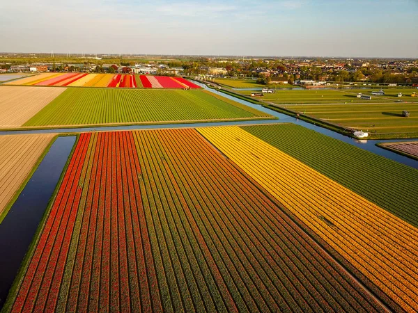 Aerial view of the colorful tflowers  fields at spring in Lisse — Stock Photo, Image