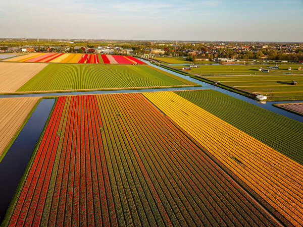 Aerial view of the colorful tflowers  fields at spring in Lisse 