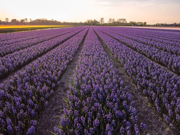 Luchtfoto van de kleurrijke tflowers velden bij spring in Lisse — Stockfoto