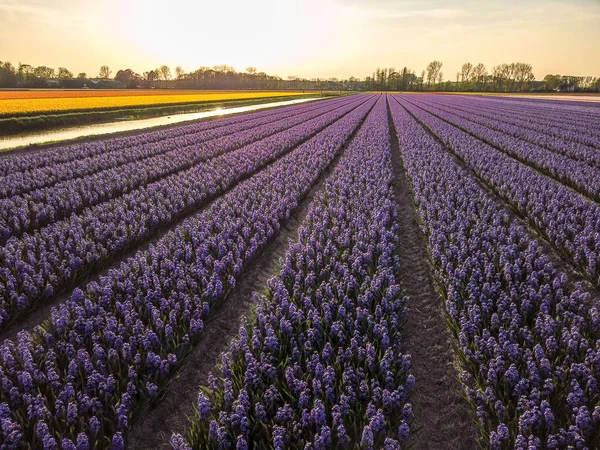 Luchtfoto van de kleurrijke tflowers velden bij spring in Lisse — Stockfoto