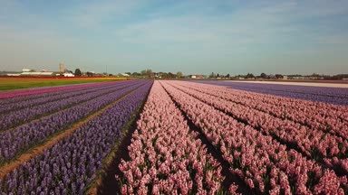 Lisse Hollanda bahar renkli çiçek alan havadan görünümü