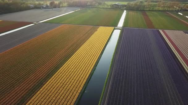 Vue Aérienne Des Champs Fleurs Colorées Printemps Lisse Pays Bas — Video