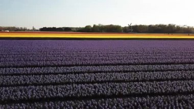 Lisse Hollanda bahar renkli çiçek alan havadan görünümü