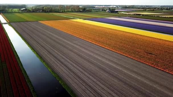 利瑟荷兰春季彩色花卉田的鸟瞰图 — 图库视频影像