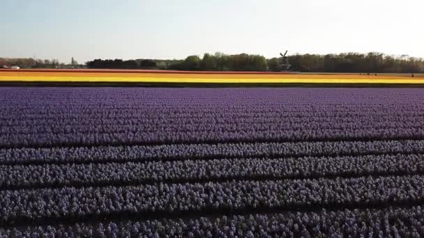 Légi Felvétel Színes Virágok Mezőinek Tavasszal Lisse Hollandia — Stock videók