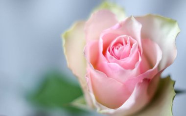 Pastel renk gül çiçeği ve arka plan yaz romanti kadar yakın