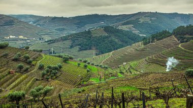 Douro Vadisi 'nin kırsal kesimindeki yeşil tepeler Kuzey Portekiz' de şarap yetişiyor.