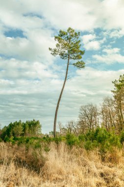 Çam ağacı ve gökyüzü manzarası Doğa Fransa