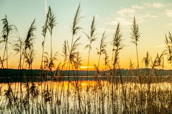 Jezioro Trzciny Sylwetka Kolorowe Krajobrazy Zachody Słońca — Zdjęcie stockowe