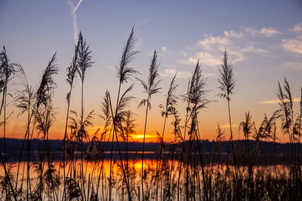 See Mit Schilf Silhouette Bei Buntem Sonnenuntergang Landschaft Natur Hintergründe — Stockfoto