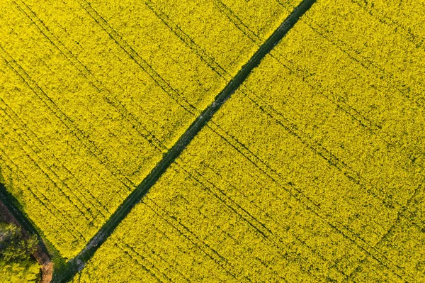 Helder Bloeiende Verkrachting Veld Uitzicht Van Boven Landbouw Industrie Landschap — Stockfoto