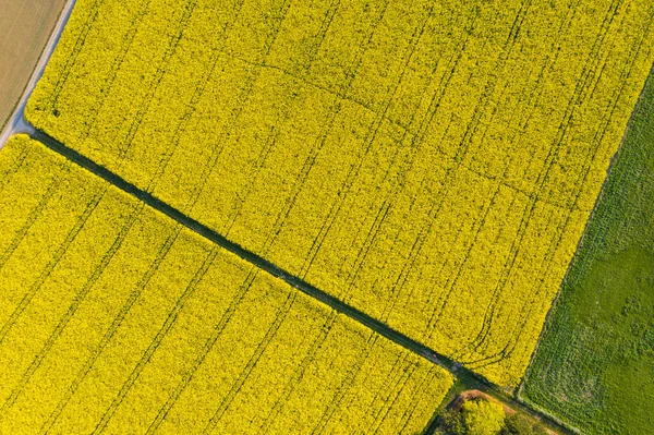 Helder Bloeiende Verkrachting Veld Uitzicht Van Boven Landbouw Industrie Landschap — Stockfoto