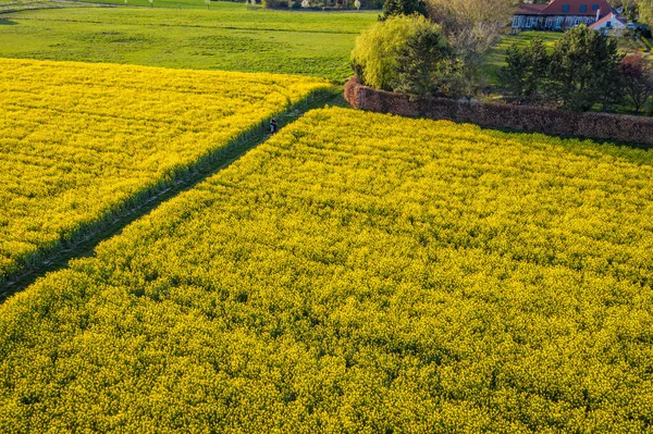 Hell Blühende Rapsfelder Von Oben Landwirtschaft Industrie Landschaft Deutschland — Stockfoto