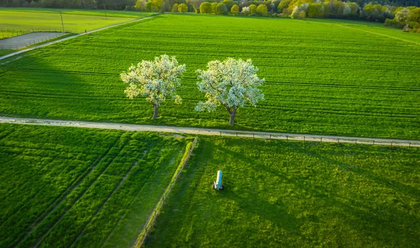 Luchtfoto Van Lente Bloeiende Fruitbomen Heldergroene Landbouwvelden Remagen Duitsland — Stockfoto