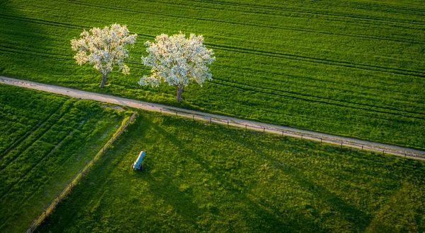 Aerial View Spring Blooming Fruit Trees Bright Green Agriculture Fields — Stock Photo, Image