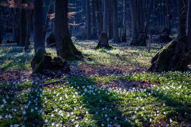 Bahar mevsimi orman zemininde çiçek açan şakayık nemorosa doğa manzarası