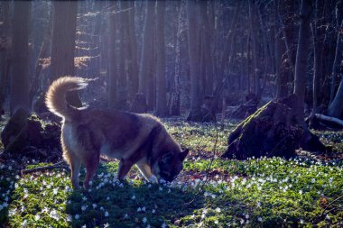 Bahar mevsiminde tazı Wolfhound çiçek açan anemoniyle vahşi yaşam hayvanları