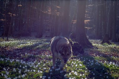 Bahar mevsiminde tazı Wolfhound çiçek açan anemoniyle vahşi yaşam hayvanları