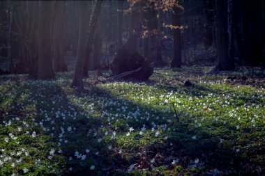 Bahar mevsimi orman zemininde çiçek açan şakayık nemorosa doğa manzarası