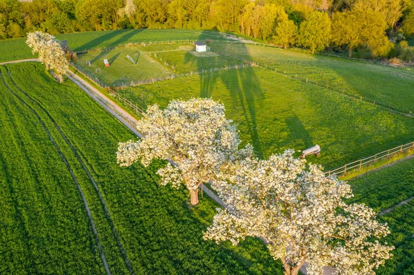 Luchtfoto Van Lente Bloeiende Fruitbomen Heldergroene Landbouwvelden Remagen Duitsland — Stockfoto