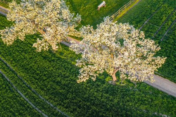 Luchtfoto Van Lente Bloeiende Fruitbomen Heldergroene Landbouwvelden Remagen Duitsland — Stockfoto