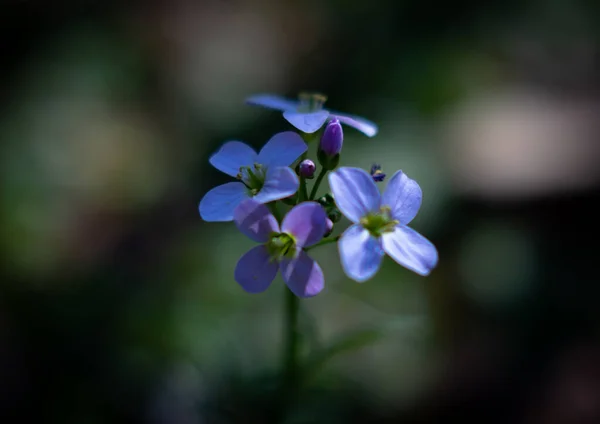 초기의 자주색 매크로 자연의 매크로꽃은 색조의 피운다 — 스톡 사진