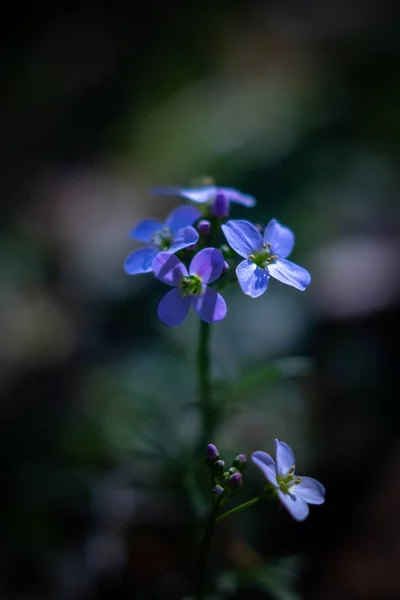 초기의 자주색 매크로 자연의 매크로꽃은 색조의 피운다 — 스톡 사진