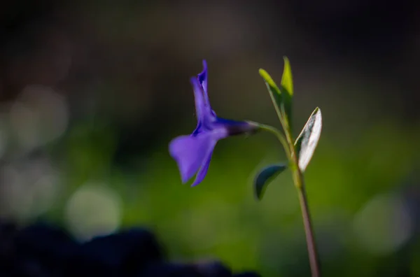 Única Flor Roxa Vinca Menor Macro Baixo Chave Natureza Periwinkle — Fotografia de Stock