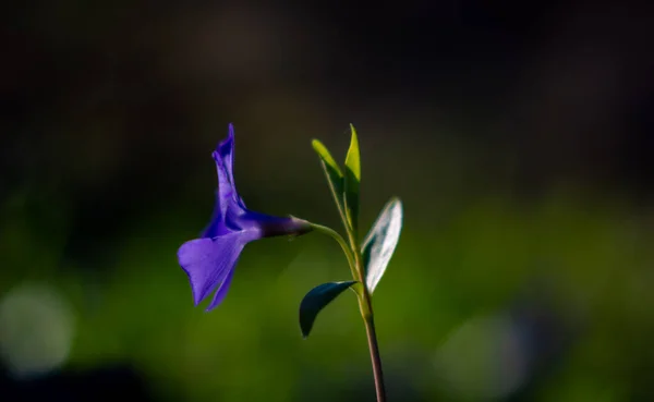 Одна Фіолетова Квітка Вінок Мінор Макро Низький Ключ Природа Квіти — стокове фото