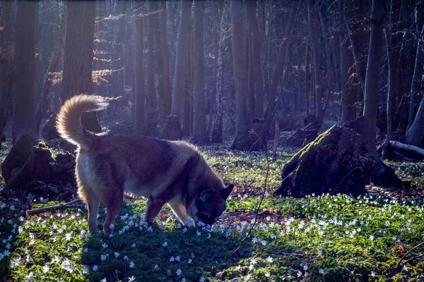 Farkaskutya Tavaszi Szezonban Erdő Padló Virágzó Anemone Nemorosa Természet Állatok — Stock Fotó